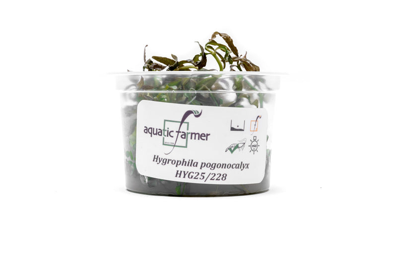Hygrophila Pogonocalyx Hayata Aquatic Farmer Tissue Culture Aquatic Plant - Buce Plant