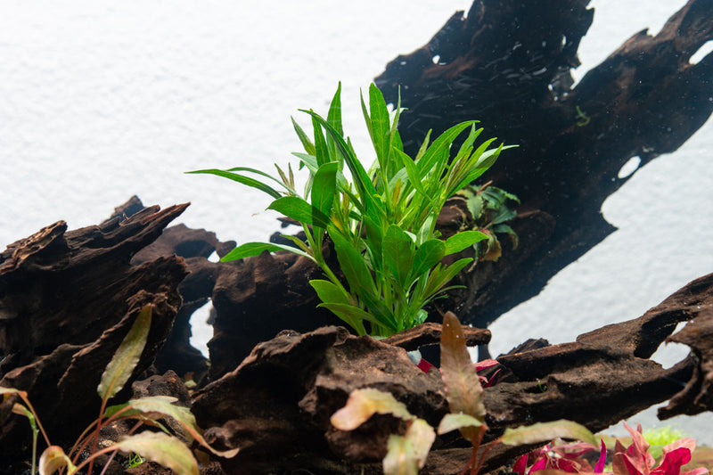 Healthy Hygrophila Salicifolia Narrow Leaf aquatic plant from CPA with long, slender green leaves ideal for freshwater aquariums.
