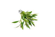 Healthy Hygrophila Salicifolia Narrow Leaf aquatic plant from CPA with slender green leaves suitable for freshwater aquariums.