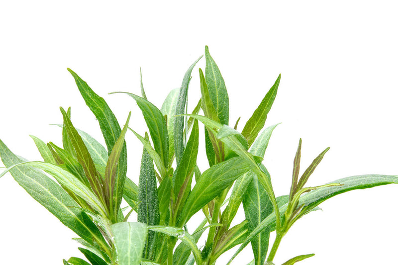 Healthy Hygrophila Salicifolia Narrow Leaf aquatic plant from CPA with slender green leaves suitable for freshwater aquariums.
