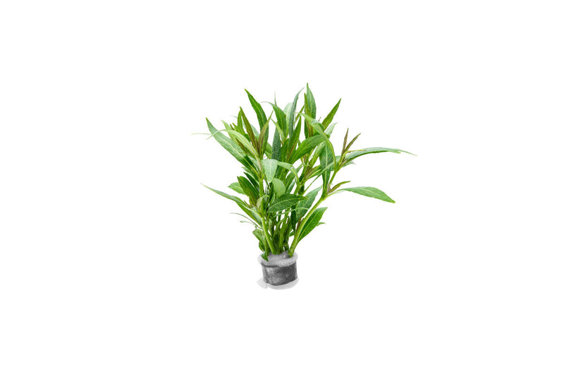 Aquatic plant Hygrophila Salicifolia Narrow Leaf from CPA showing long, slender green leaves suitable for freshwater aquariums.