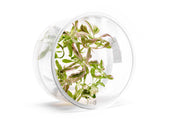 Hygrophila sp. Chai UNS Tissue Culture Aquatic Plant - Buce Plant