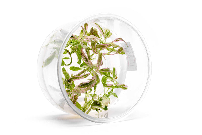 Hygrophila sp. Chai UNS Tissue Culture Aquatic Plant - Buce Plant