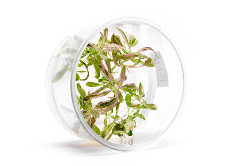 Hygrophila sp. Chai UNS Tissue Culture