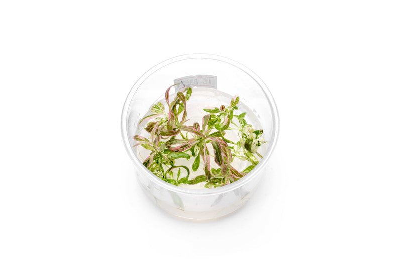 Hygrophila sp. Chai UNS Tissue Culture Aquatic Plant - Buce Plant