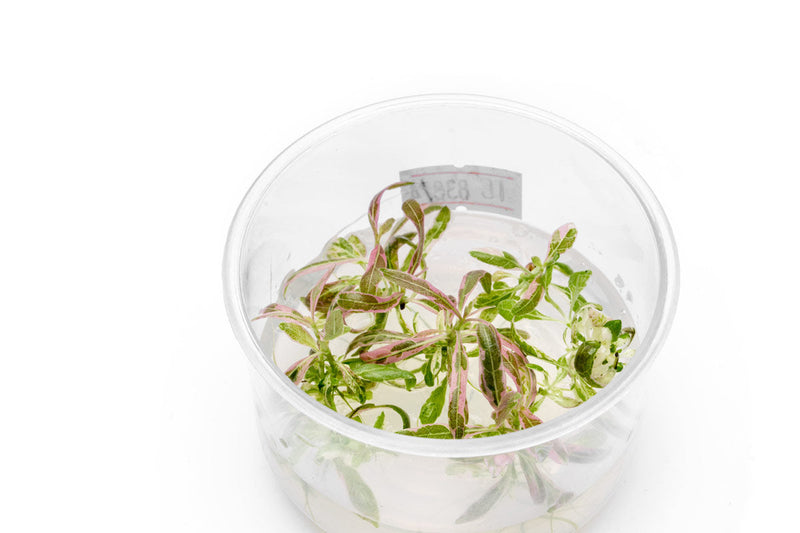 Hygrophila sp. Chai UNS Tissue Culture Aquatic Plant - Buce Plant