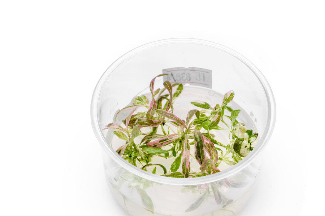 Hygrophila sp. Chai UNS Tissue Culture