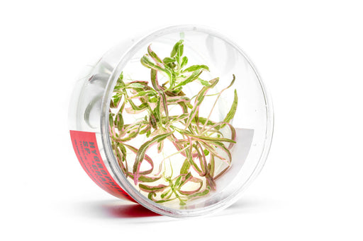 Hygrophila sp. Chai UNS Tissue Culture