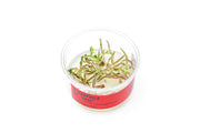 Hygrophila sp. Chai UNS Tissue Culture Aquatic Plant - Buce Plant