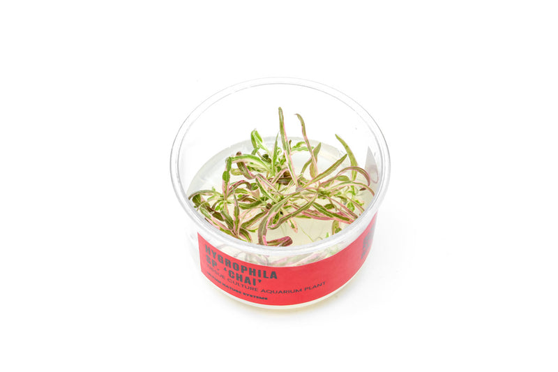 Hygrophila sp. Chai UNS Tissue Culture Aquatic Plant - Buce Plant