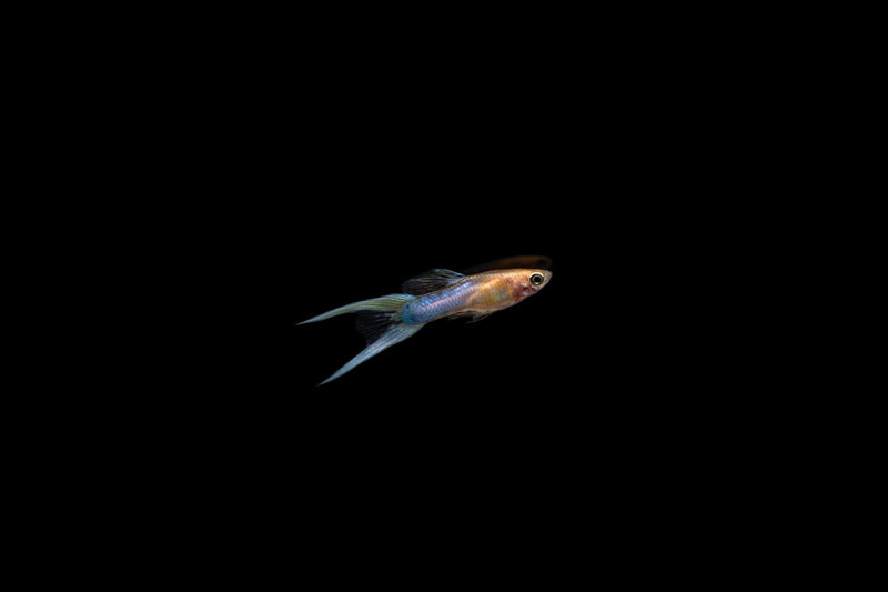 Japan Blue Double Sword Guppies breeding pair, vibrant freshwater fish with colorful tails, from CT brand.