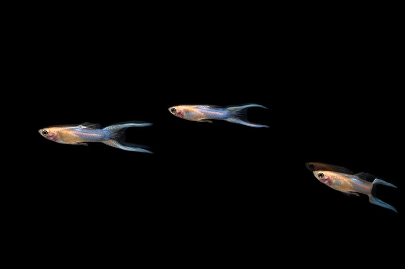 Pair of Japan Blue Double Sword Guppies from CT, showcasing vibrant blue coloring and distinctive double tail fins in a natural aquarium setting.