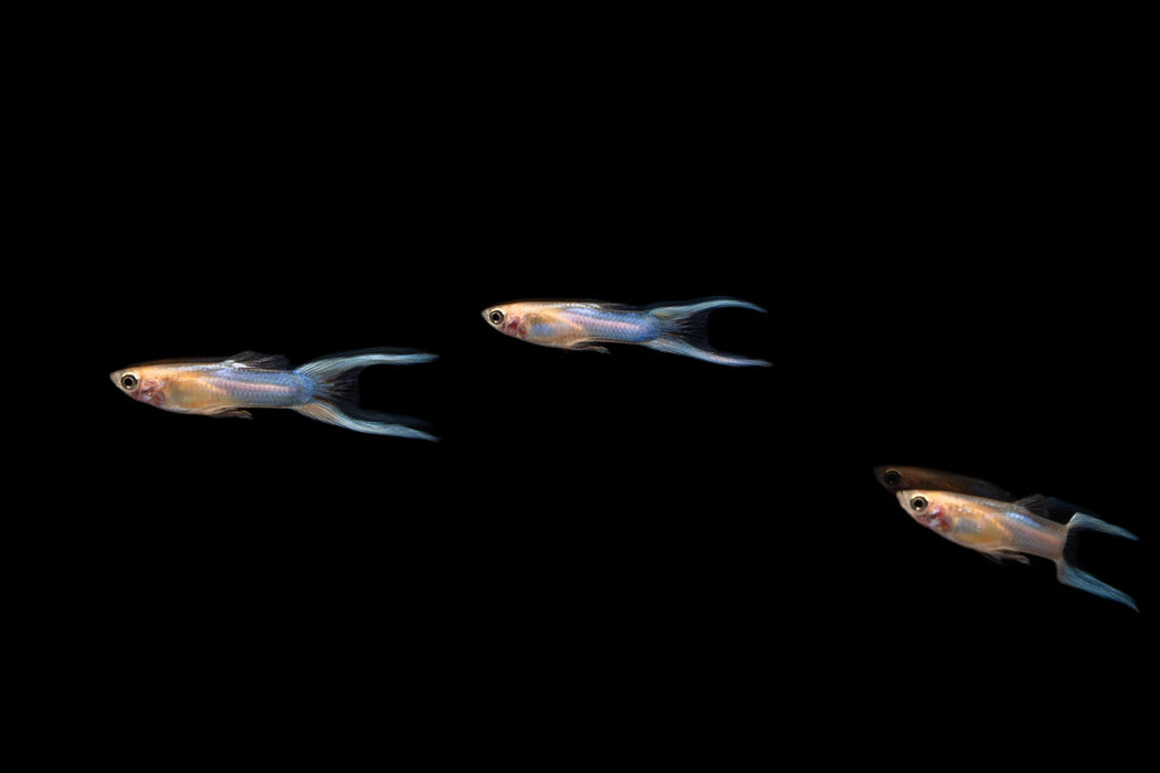 Japan Blue Double Sword Guppies - Breeding Pair