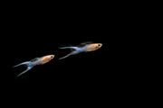 Pair of Japan Blue Double Sword Guppies, vibrant breeding fish from CT, showcasing their colorful fins and elegant swimming posture.