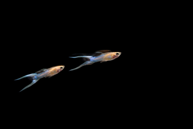 Pair of Japan Blue Double Sword Guppies, vibrant breeding fish from CT, showcasing their colorful fins and elegant swimming posture.