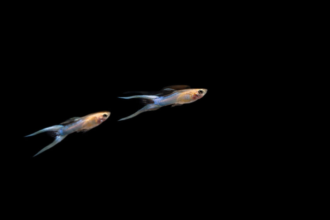 Japan Blue Double Sword Guppies - Breeding Pair
