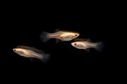 Pair of Japan Blue Double Sword Guppies from CT, showcasing vibrant blue fish with double tail fins, ideal for breeding aquariums.