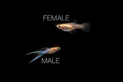 Pair of Japan Blue Double Sword Guppies, breeding fish from CT, with vibrant blue coloration and distinctive tail fins.