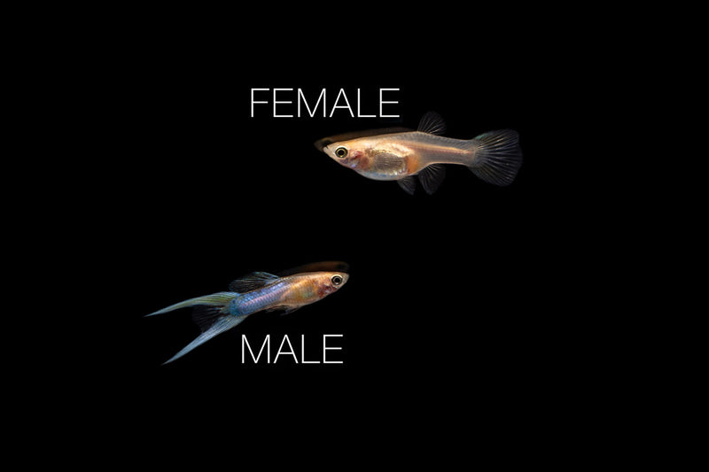 Pair of Japan Blue Double Sword Guppies, breeding fish from CT, with vibrant blue coloration and distinctive tail fins.