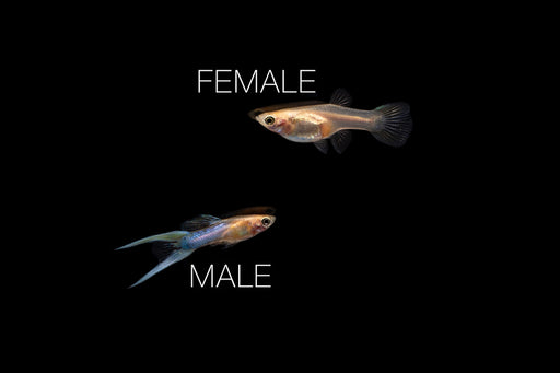 Japan Blue Double Sword Guppies - Breeding Pair