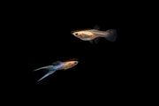 Japan Blue Double Sword Guppies breeding pair, vibrant freshwater fish with long double tails, from CT brand.