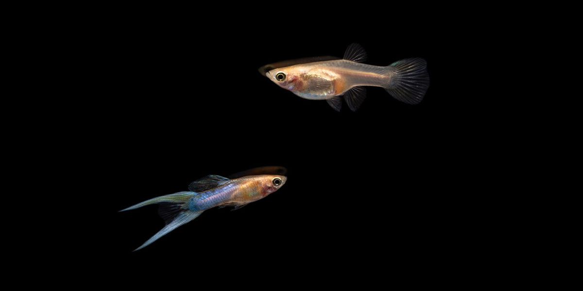 Japan Blue Double Sword Guppies Breeding Pair — Buce Plant