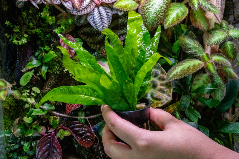 Healthy ACW Java Fern aquatic plant with lush green fronds, ideal for freshwater aquariums.
