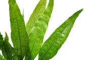 Healthy Java Fern aquatic plant from ACW with lush green fronds suitable for freshwater aquariums.