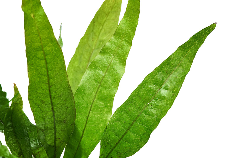 Healthy Java Fern aquatic plant from ACW with lush green fronds suitable for freshwater aquariums.