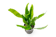 Healthy Java Fern aquatic plant from ACW with lush green fronds suitable for freshwater aquariums.