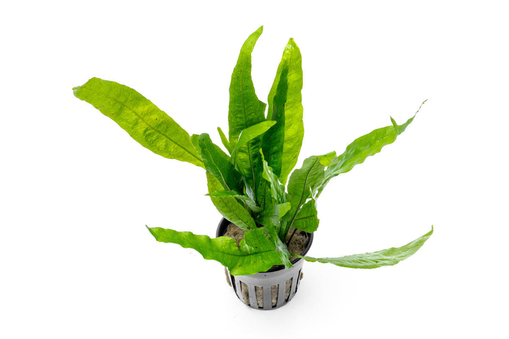 Java Fern Aquarium Plant — Buce Plant