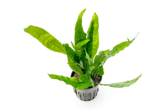 Java Fern Aquarium Plant — Buce Plant
