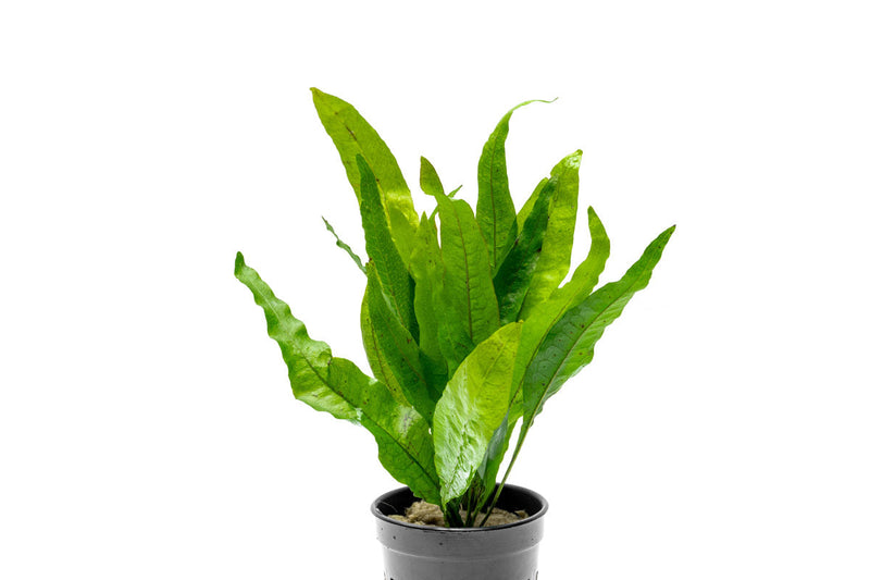 Healthy Java Fern aquatic plant from ACW with lush green fronds suitable for freshwater aquariums.