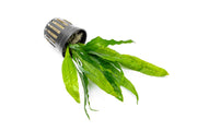Healthy Java Fern aquatic plant from ACW with vibrant green fronds suitable for freshwater aquariums.