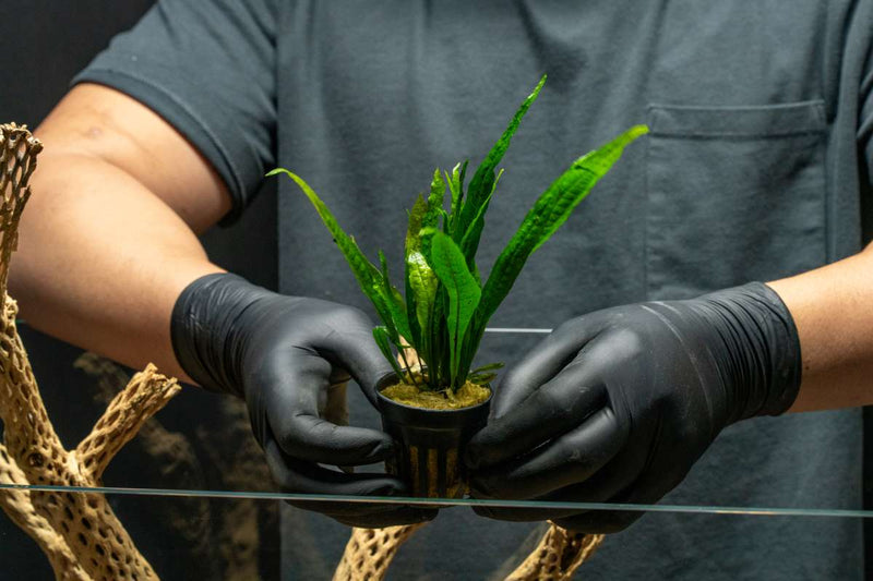 Healthy Java Fern Black Forest aquatic plant from CPA with lush green, fronded leaves suitable for freshwater aquariums.