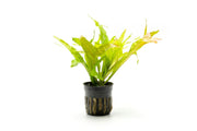 Java Fern Fishtail aquatic plant from ACW with lush green, elongated, fishtail-shaped leaves suitable for freshwater aquariums.