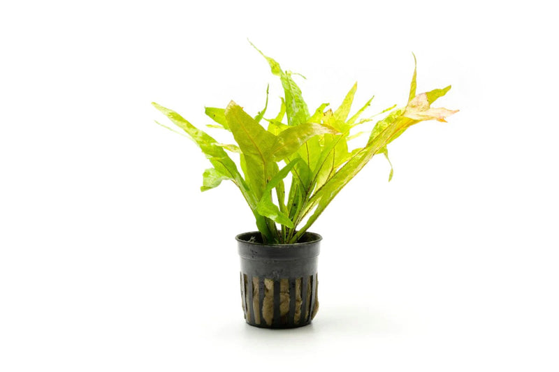 Java Fern Fishtail aquatic plant from ACW with lush green, elongated, fishtail-shaped leaves suitable for freshwater aquariums.