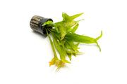 Lush Java Fern Fishtail aquatic plant from ACW, showing vibrant green, broad fronds ideal for freshwater aquariums