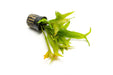 Bright green Java Fern Fishtail aquatic plant from ACW with distinctive frilled leaf edges, ideal for freshwater aquariums.
