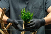 Java Fern Flaming aquatic plant from CPA with vibrant, fiery-colored fronds suitable for freshwater aquariums.