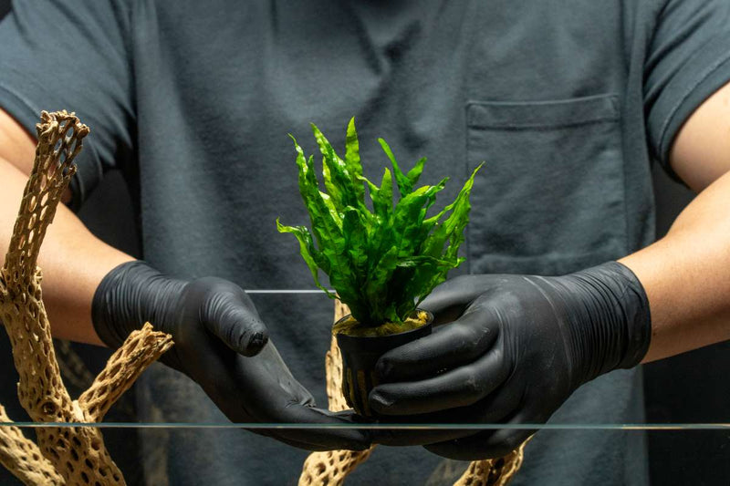 Java Fern Flaming aquatic plant from CPA with vibrant, fiery-colored fronds suitable for freshwater aquariums.