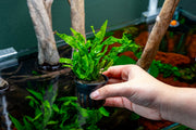 Brightly colored Java Fern Flaming aquatic plant by CPA with vibrant orange and green fronds for freshwater aquariums.