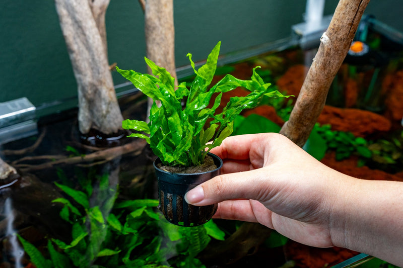 Brightly colored Java Fern Flaming aquatic plant by CPA with vibrant orange and green fronds for freshwater aquariums.