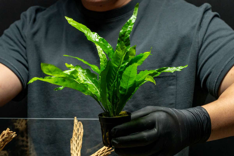 Healthy Java Fern Lettuce (Microsorum Latifolia) aquatic plant from CPA, showing lush green fronds for freshwater aquariums.
