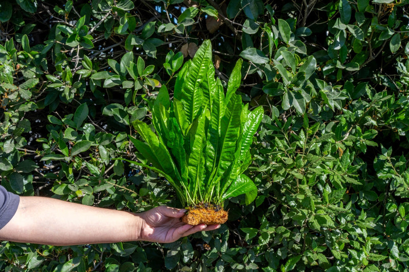 Aquatic Java Fern plant mounted on coconut fiber mat by ACW, suitable for freshwater aquariums and aquatic plant displays.