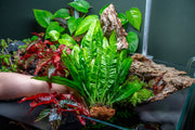 Java Fern aquatic plant mounted on a coco fiber mat, ideal for freshwater aquariums, by ACW.