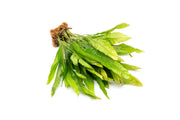 Aquatic Java Fern plant attached to a coco fiber mat, ideal for freshwater aquariums, by ACW.