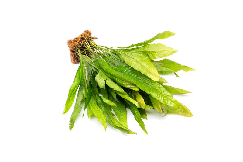 Aquatic Java Fern plant attached to a coco fiber mat, ideal for freshwater aquariums, by ACW.