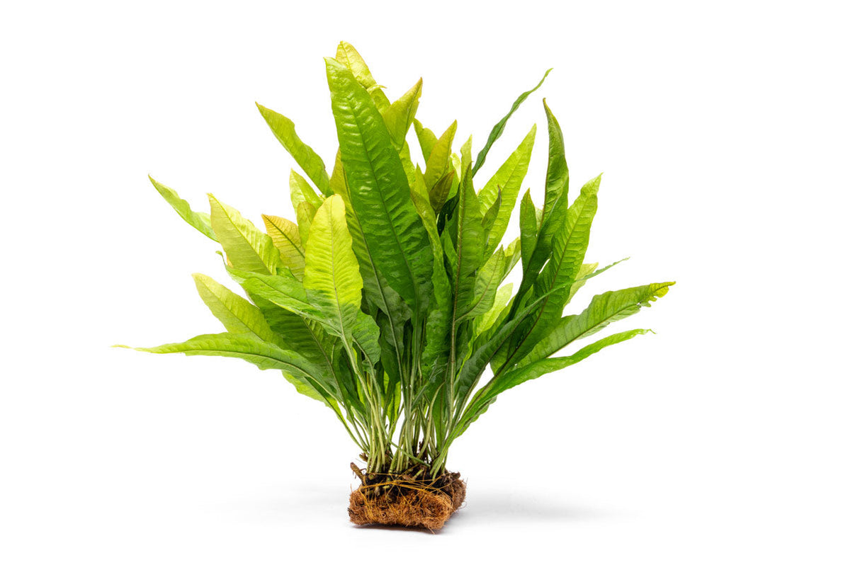 Java Fern Decorative Java Fern Mat Aquarium Plant - Buce Plant
