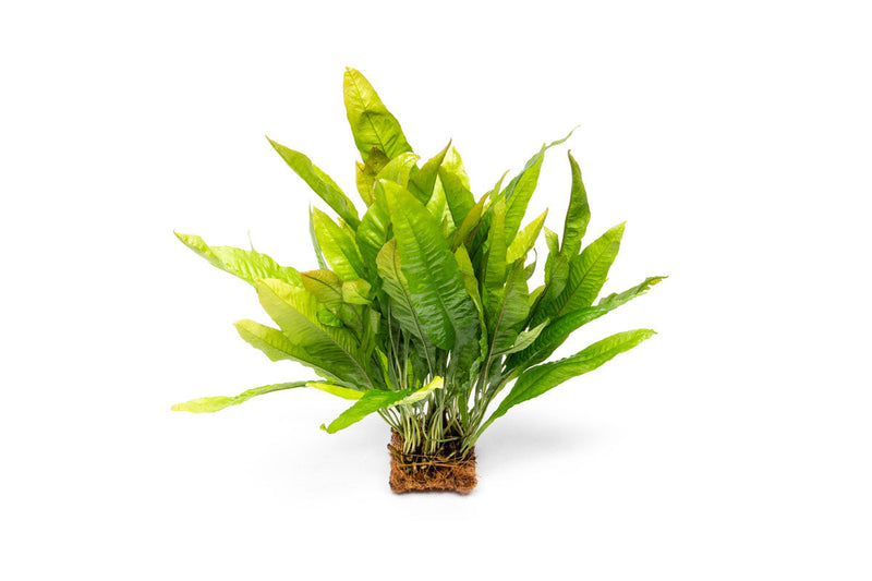 Java Fern aquatic plant attached to a coco fiber mat, ideal for freshwater aquariums, by ACW.